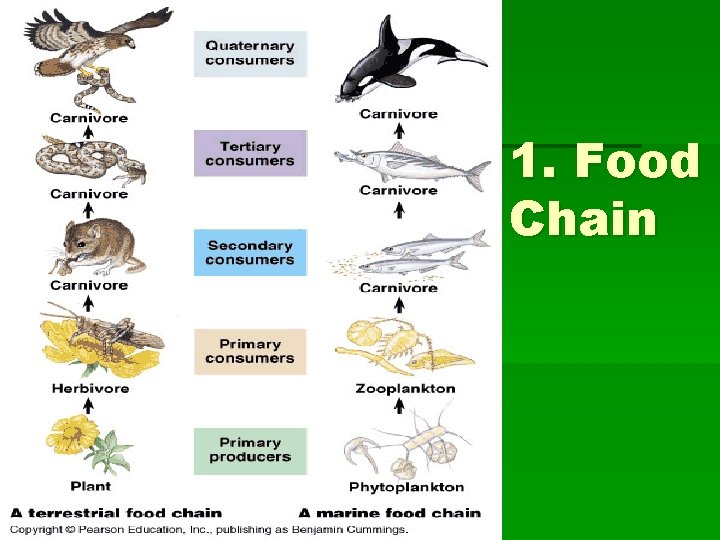 1. Food Chain 