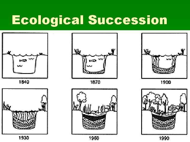 Ecological Succession 