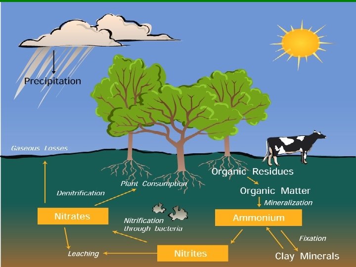 Nutrient Cycles § Nitrogen Cycle – Dead organic material and nitrogenous wastes are broken