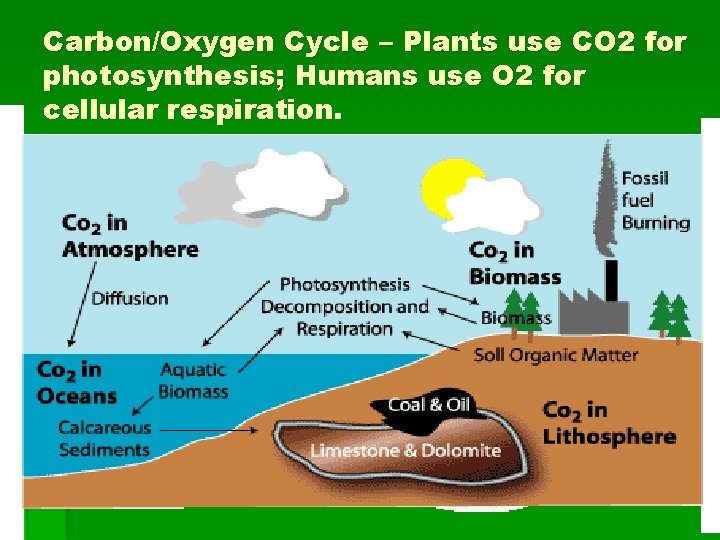 Carbon/Oxygen Cycle – Plants use CO 2 for photosynthesis; Humans use O 2 for