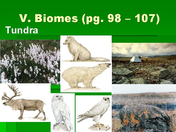 V. Biomes (pg. 98 – 107) Tundra 