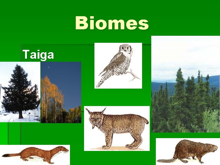 Biomes Taiga 