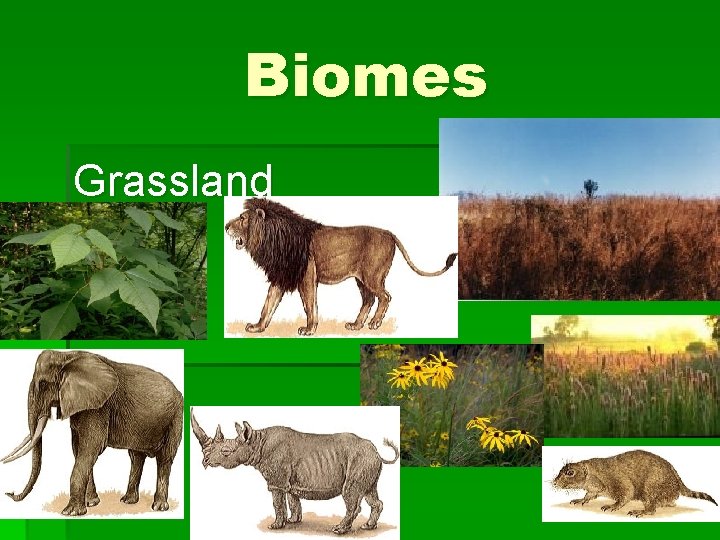 Biomes Grassland 