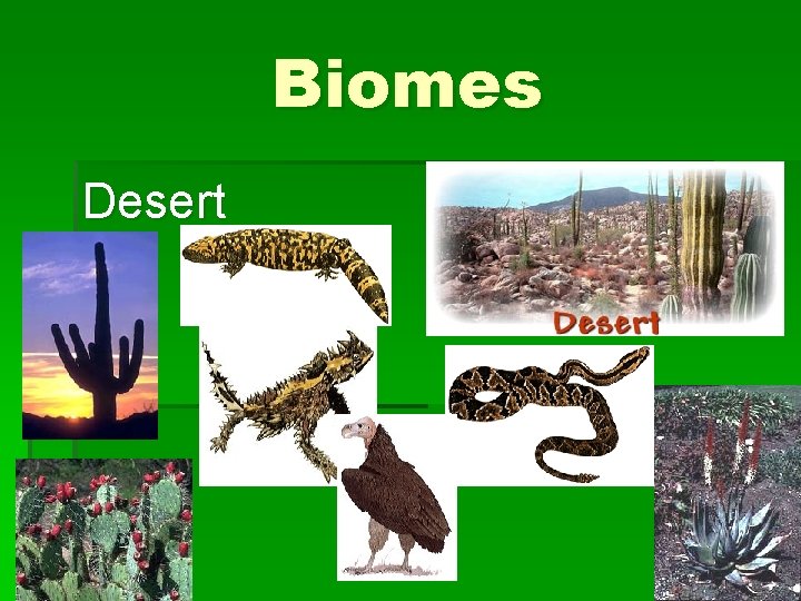 Biomes Desert 