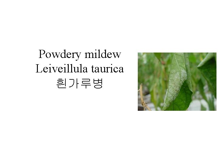 Powdery mildew Leiveillula taurica 흰가루병 