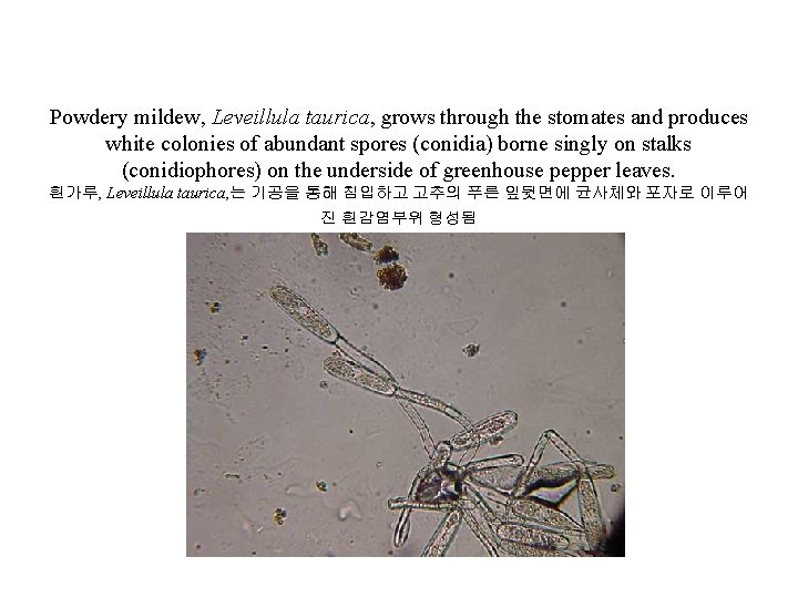 Powdery mildew, Leveillula taurica, grows through the stomates and produces white colonies of abundant