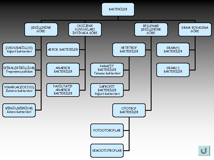 BAKTERİLER OKSİJENE DUYDUKLARI İHTİYACA GÖRE ŞEKİLLERİNE GÖRE BESLENME ŞEKİLLERİNE GÖRE ÇUBUK(BACİLLUS) Yoğurt bakterileri AEROB