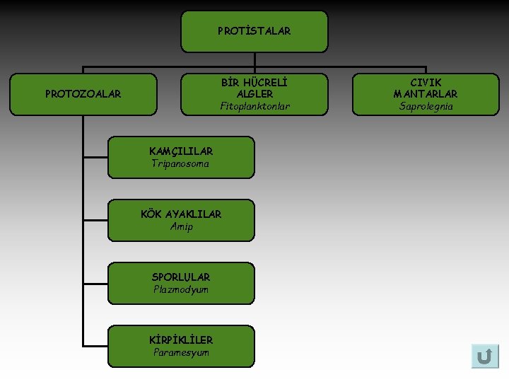 PROTİSTALAR BİR HÜCRELİ ALGLER Fitoplanktonlar PROTOZOALAR KAMÇILILAR Tripanosoma KÖK AYAKLILAR Amip SPORLULAR Plazmodyum KİRPİKLİLER