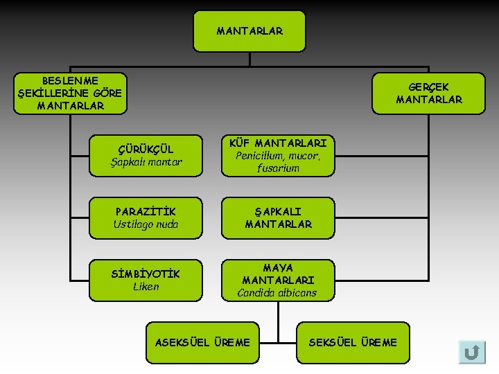 MANTARLAR BESLENME ŞEKİLLERİNE GÖRE MANTARLAR GERÇEK MANTARLAR ÇÜRÜKÇÜL Şapkalı mantar KÜF MANTARLARI Penicillum, mucor,