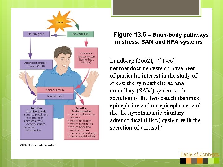 Figure 13. 6 – Brain-body pathways in stress: SAM and HPA systems Lundberg (2002),
