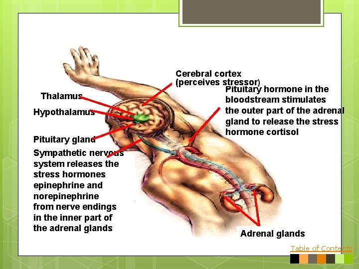 Thalamus Hypothalamus Pituitary gland Sympathetic nervous system releases the stress hormones epinephrine and norepinephrine
