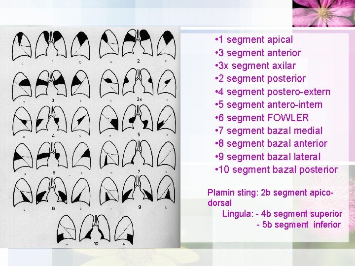  • 1 segment apical • 3 segment anterior • 3 x segment axilar