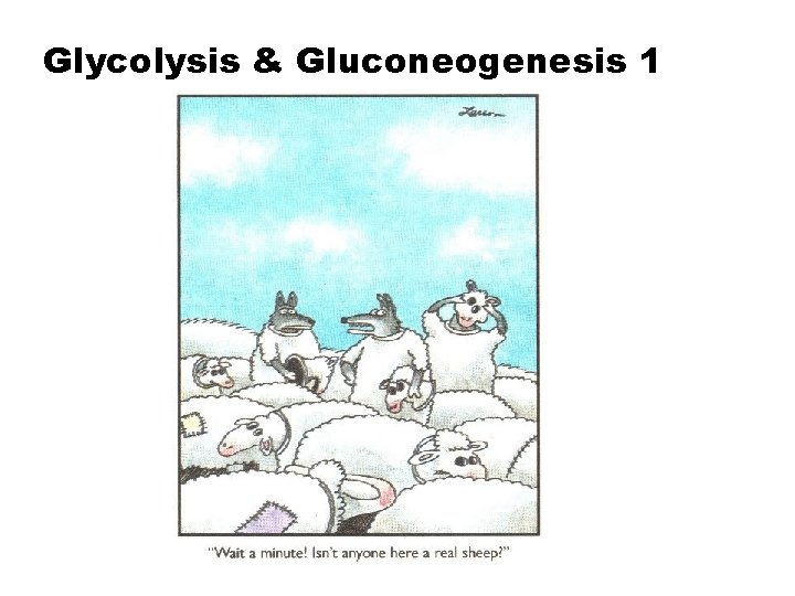 Glycolysis & Gluconeogenesis 1 