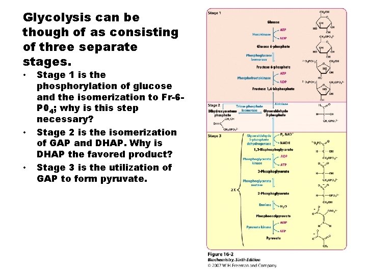 Glycolysis can be though of as consisting of three separate stages. • • •