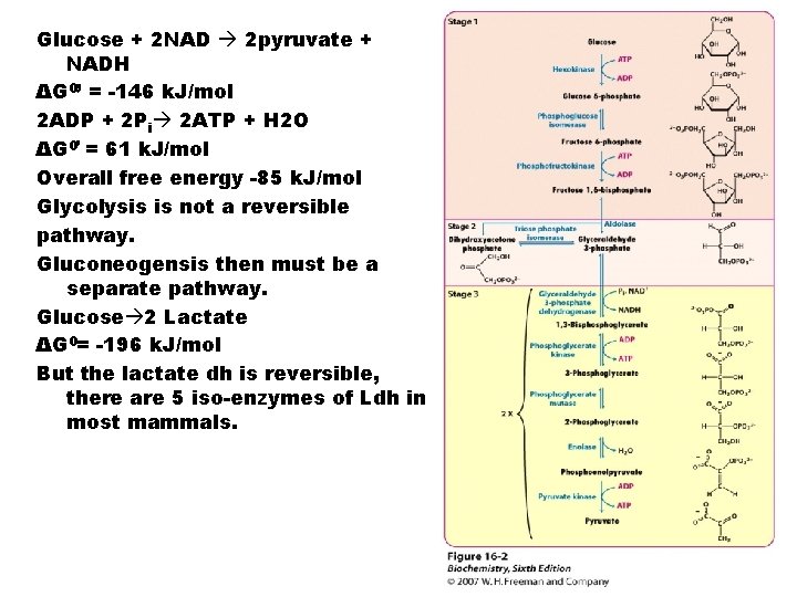 Glucose + 2 NAD 2 pyruvate + NADH ΔG 0’ = -146 k. J/mol