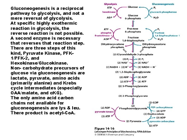 Gluconeogenesis is a reciprocal pathway to glycolysis, and not a mere reversal of glycolysis.