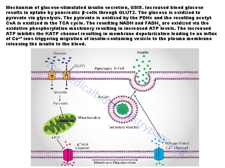 Mechanism of glucose-stimulated insulin secretion, GSIS. Increased blood glucose results in uptake by pancreatic