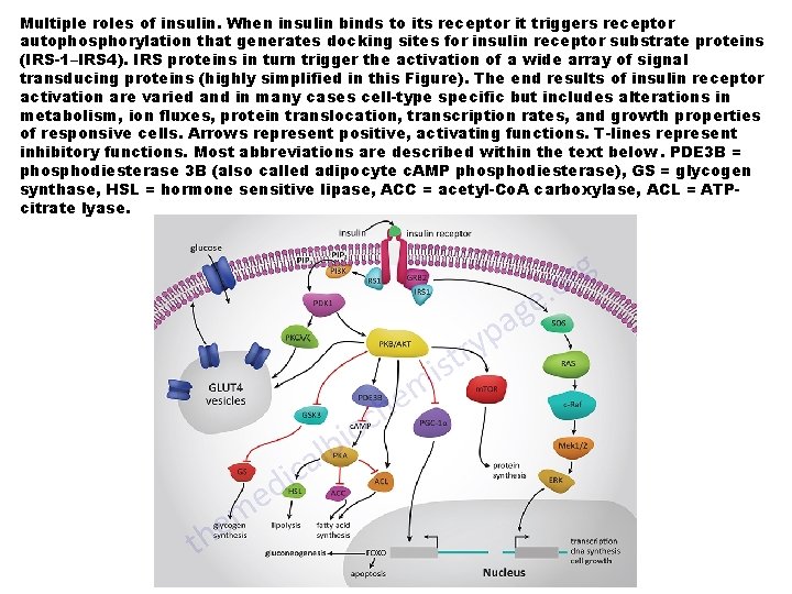 Multiple roles of insulin. When insulin binds to its receptor it triggers receptor autophosphorylation