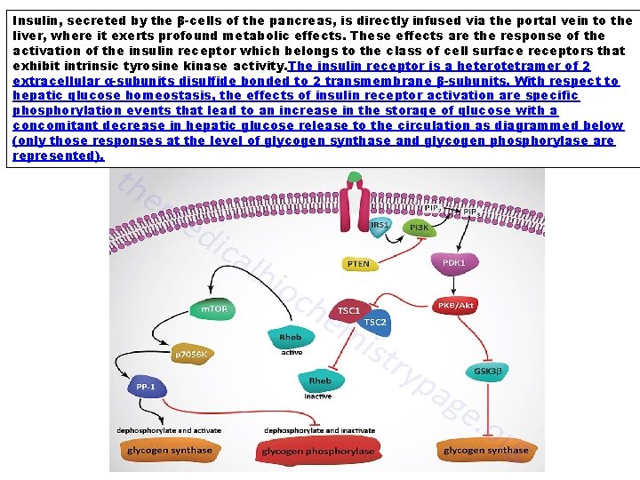 Insulin, secreted by the β-cells of the pancreas, is directly infused via the portal