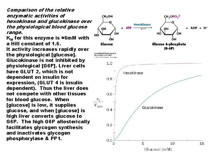 Comparison of the relative enzymatic activities of hexokinase and glucokinase over the physiological blood