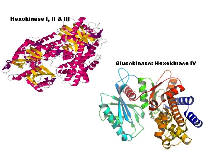 Hexokinase I, II & III Glucokinase: Hexokinase IV 