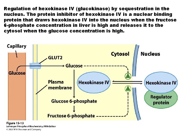 Regulation of hexokinase IV (glucokinase) by sequestration in the nucleus. The protein inhibitor of