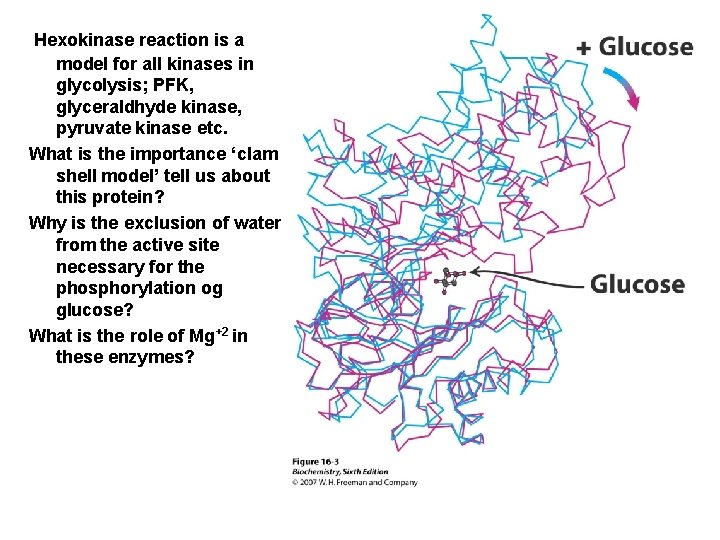 Hexokinase reaction is a model for all kinases in glycolysis; PFK, glyceraldhyde kinase, pyruvate