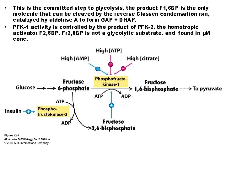  • • This is the committed step to glycolysis, the product F 1,