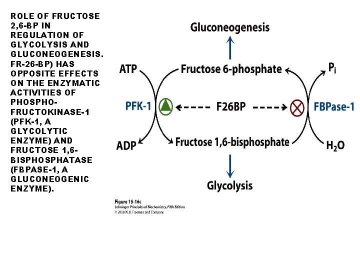 ROLE OF FRUCTOSE 2, 6 -BP IN REGULATION OF GLYCOLYSIS AND GLUCONEOGENESIS. FR-26 -BP)