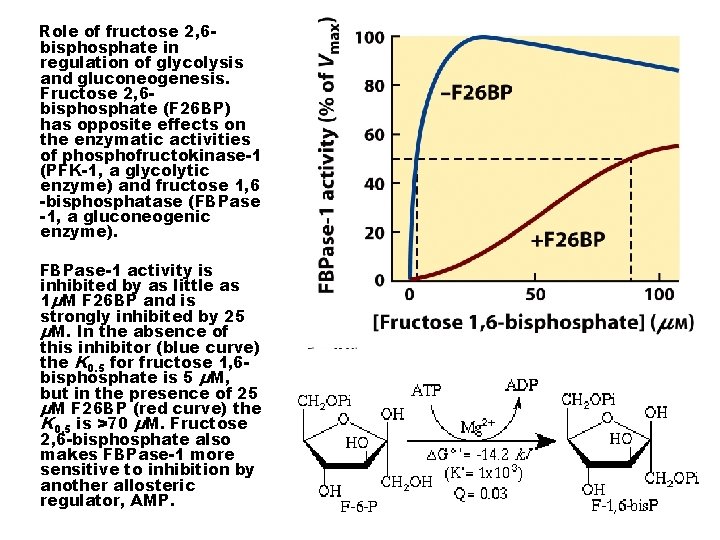 Role of fructose 2, 6 bisphosphate in regulation of glycolysis and gluconeogenesis. Fructose 2,