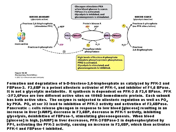 Formation and degradation of b-D-fructose-2, 6 -bisphosphate as catalyzed by PFK-2 and FBPase-2. F