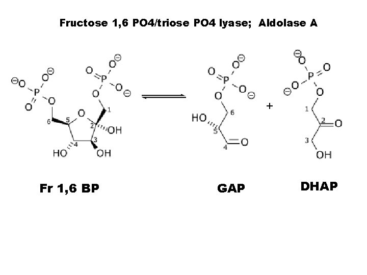 Fructose 1, 6 PO 4/triose PO 4 lyase; Aldolase A + Fr 1, 6