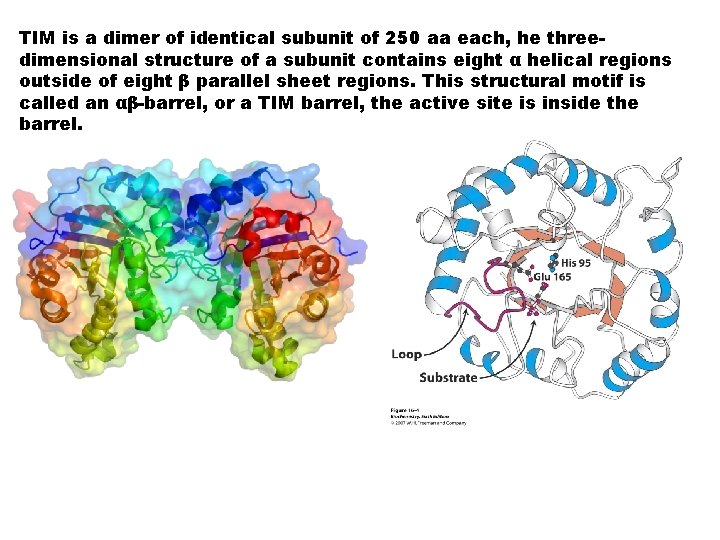 TIM is a dimer of identical subunit of 250 aa each, he threedimensional structure