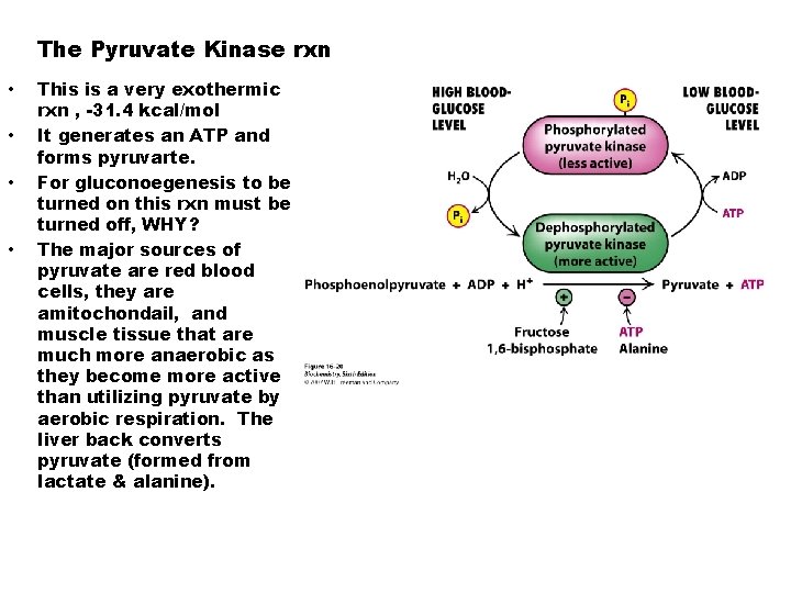 The Pyruvate Kinase rxn • • This is a very exothermic rxn , -31.