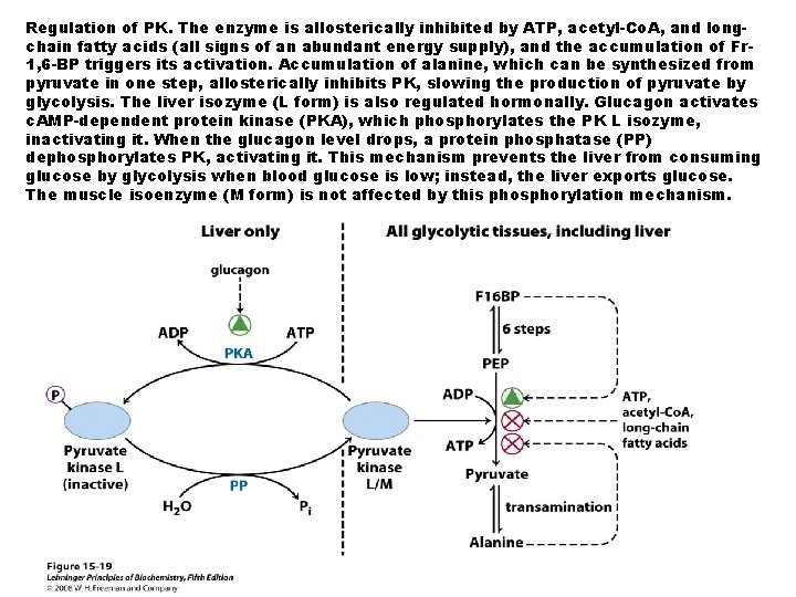 Regulation of PK. The enzyme is allosterically inhibited by ATP, acetyl-Co. A, and longchain