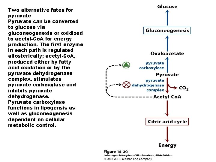 Two alternative fates for pyruvate Pyruvate can be converted to glucose via gluconeogenesis or