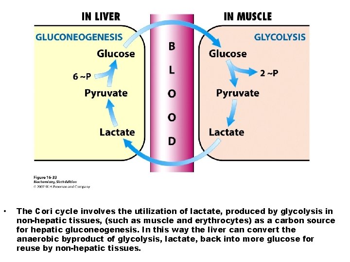  • The Cori cycle involves the utilization of lactate, produced by glycolysis in