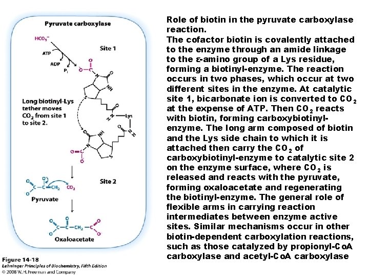 Role of biotin in the pyruvate carboxylase reaction. The cofactor biotin is covalently attached