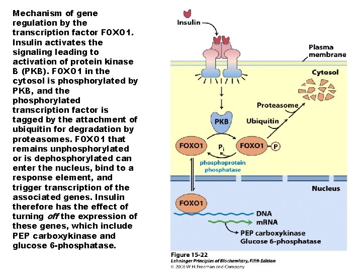 Mechanism of gene regulation by the transcription factor FOXO 1. Insulin activates the signaling