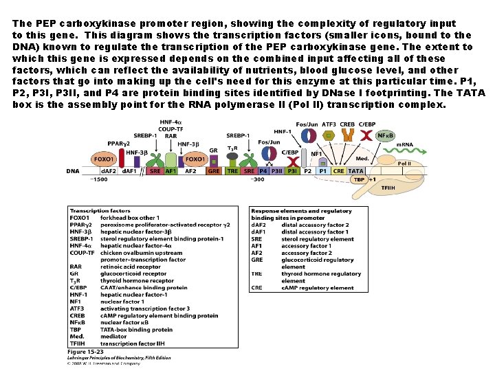 The PEP carboxykinase promoter region, showing the complexity of regulatory input to this gene.