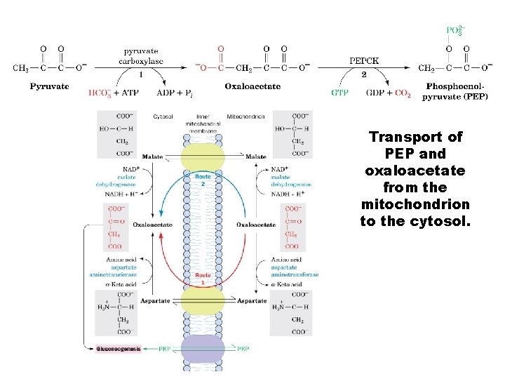 Transport of PEP and oxaloacetate from the mitochondrion to the cytosol. 