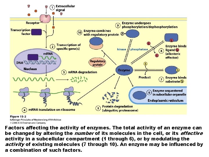 Factors affecting the activity of enzymes. The total activity of an enzyme can be