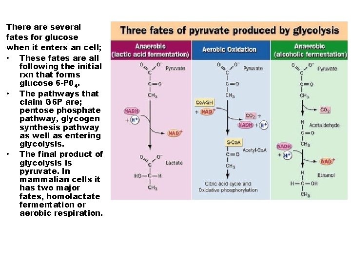 There are several fates for glucose when it enters an cell; • These fates