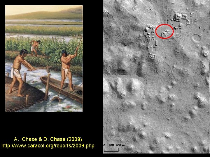 A. Chase & D. Chase (2009) http: //www. caracol. org/reports/2009. php 