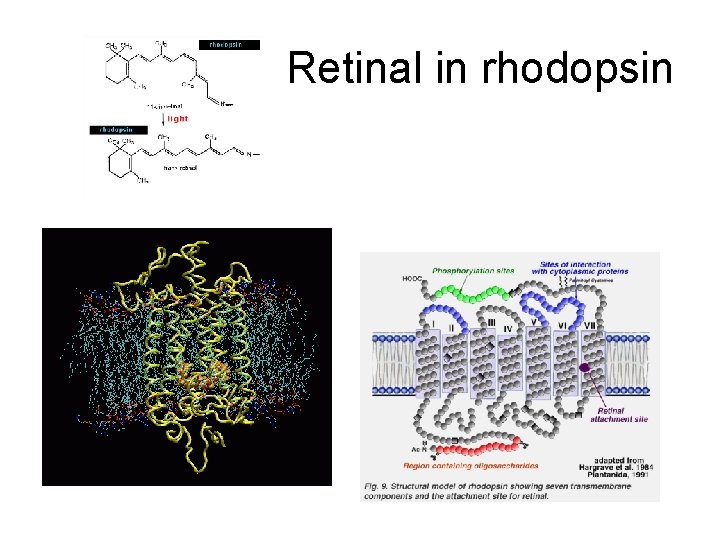 Retinal in rhodopsin 