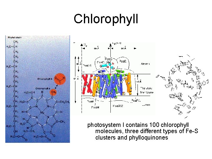 Chlorophyll photosystem I contains 100 chlorophyll molecules, three different types of Fe-S clusters and