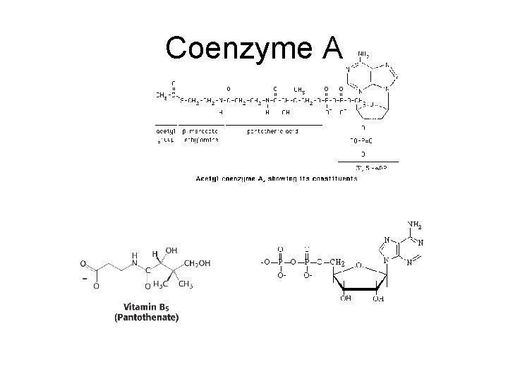 Coenzyme A 