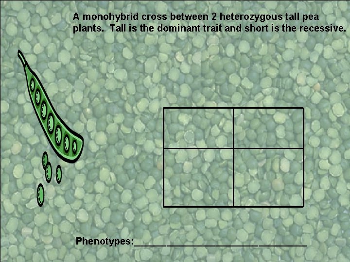 A monohybrid cross between 2 heterozygous tall pea plants. Tall is the dominant trait