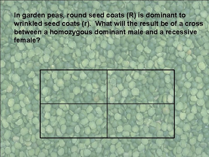 In garden peas, round seed coats (R) is dominant to wrinkled seed coats (r).