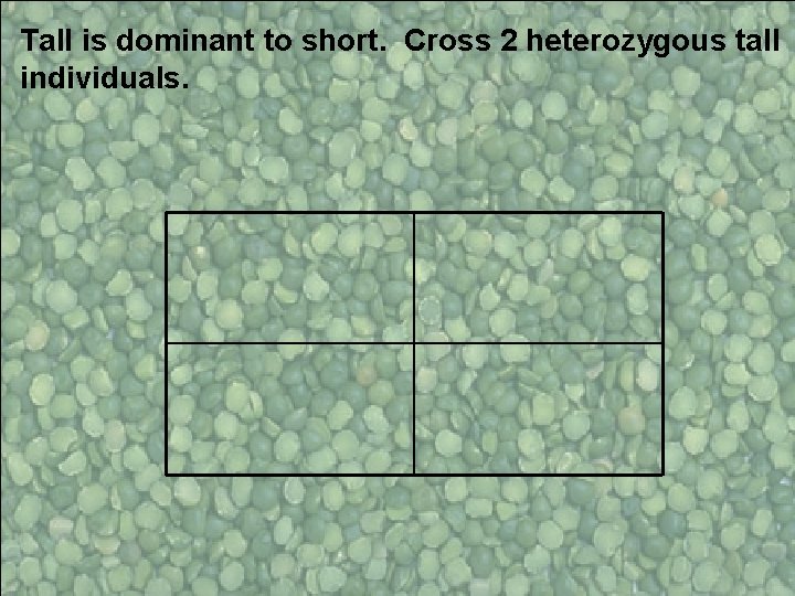 Tall is dominant to short. Cross 2 heterozygous tall individuals. 